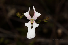 Stylidium ecorne