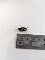 Eupoecila australasiae