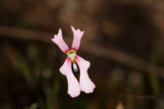 Stylidium ecorne