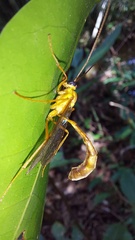 Enicospilus americanus-complex