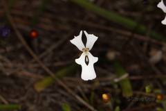 Stylidium ecorne
