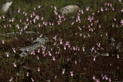 Stylidium ecorne