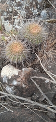 Parodia mammulosa
