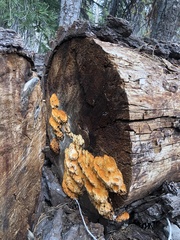 Pycnoporellus alboluteus