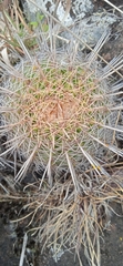 Parodia mammulosa