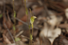 Pterostylis setulosa