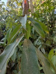 Costus pulverulentus