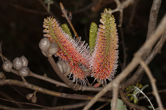 Hakea francisiana