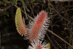 Hakea francisiana