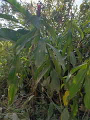 Costus pulverulentus