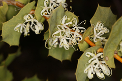 Hakea prostrata
