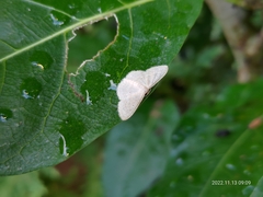 Idaea trisetata