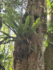 Niphidium crassifolium