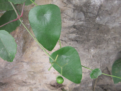 Menispermaceae