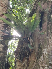 Niphidium crassifolium