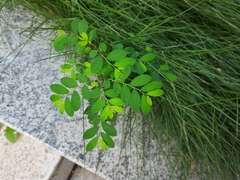 Phyllanthus tenellus