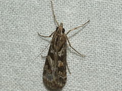 Nomophila corticalis