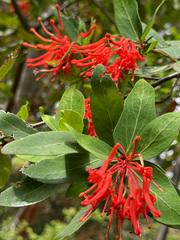 Embothrium coccineum