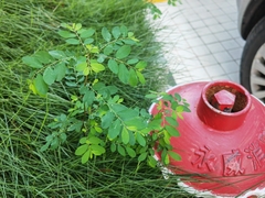 Phyllanthus tenellus