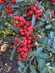 Pyracantha