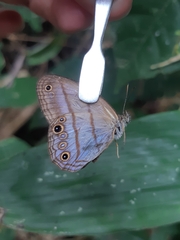 Amiga arnaca