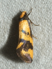 Olbonoma triptycha