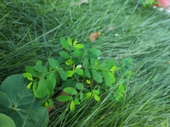 Phyllanthus tenellus