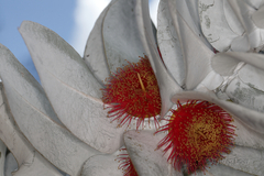 Eucalyptus macrocarpa