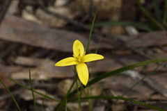 Pauridia occidentalis
