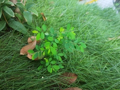 Phyllanthus tenellus