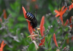 Xylocopa tabaniformis parkinsoniae