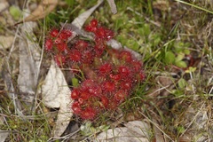 Drosera stolonifera
