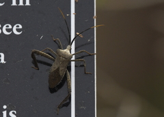 Acanthocephala alata