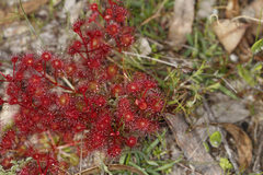 Drosera stolonifera