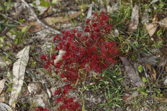 Drosera stolonifera