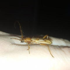 Eburodacrys dubitata