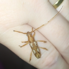 Eburodacrys dubitata