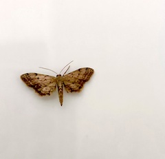 Euacidalia brownsvillea