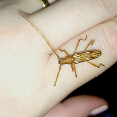 Eburodacrys dubitata