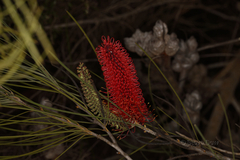 Hakea bucculenta