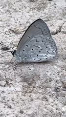 Eirmocides absimilis