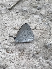Eirmocides absimilis