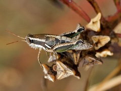 Phaedrotettix