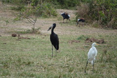 Anastomus lamelligerus