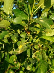 Puccinia coronata