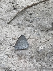 Eirmocides absimilis