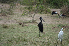 Anastomus lamelligerus