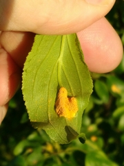 Puccinia coronata
