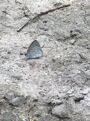 Eirmocides absimilis