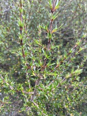 Coprosma rugosa
